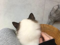 -Heymao猫咖.咖啡厅(东门店)