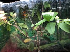 -上海大自然野生昆虫馆(东方明珠·爬宠昆虫探索中心)