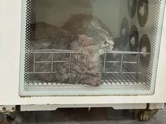 -宠福鑫康馨动物医院·骨科·眼科