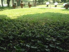 -东莞植物园
