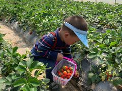 -上海长兴岛郊野公园