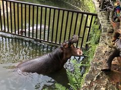 -海南热带野生动植物园