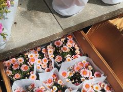 -宝鸡东道花鸟鱼虫市场(吉利花园商场店)