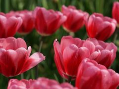 -家烧面馆【南山路知名经典面食】