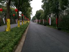 梅花大道-上海海湾国家森林公园