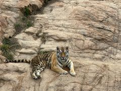 -西霞口神雕山野生动物世界