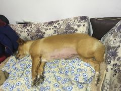 11岁老年犬了，去除一侧乳腺瘤和绝育，术后一个月已痊愈-邢大夫动物医院