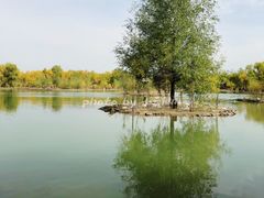 -金塔沙漠胡杨林景区