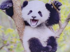 -成都动物园