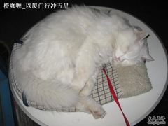 -Babycat私家御饼屋(龙头路一店)