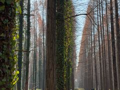 -黄海国家森林公园