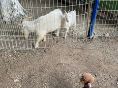 -武陵山森林公园