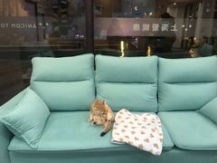 -爱妮康宠物医院·干细胞免疫细胞·肿瘤·心脏(张江店)