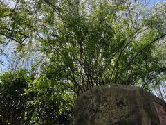 -中国茶叶博物馆(双峰馆区)