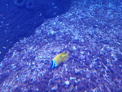 -佛山希尔顿酒店·融誉亚洲美食荟