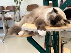 -共舞时光猫咖·狗咖(新街口店)
