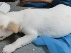 -创凡宠物医院·骨专科  猫科中心(西乡分院)