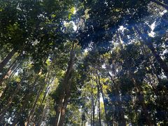 -中国科学院西双版纳热带植物园
