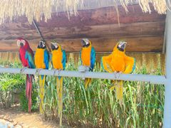 -西霞口神雕山野生动物世界