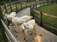 -前小桔亲子创意农场·草莓采摘·露营烧烤