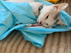 -美联众合动物医院·24h转诊中心