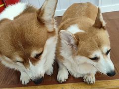 -汪说·狗咖·拼豆·宠物周边DIY(旺城大厦店)
