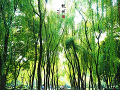 -柳浪闻莺公园