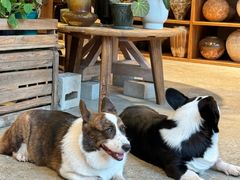 -自由生长植物工作室(深港花卉中心店)