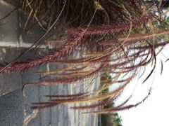 邛海湿地公园-西昌邛海湿地