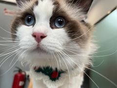 -伟伟宠物医院·瑞派猫友好医院·猫科(光谷店)