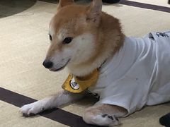 -逗柴咖啡屋·狗咖猫咖宠物桌游
