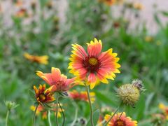 -大兴滨河森林公园