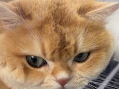 -宠颐生宠物医院·犬猫全科·皮肤科(商业街店)