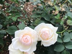 -人民公园(罗湖区)