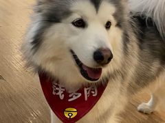 -Husky Go! 哈士奇体验馆·宠物咖啡厅狗咖