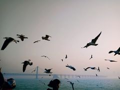 -星海湾跨海大桥