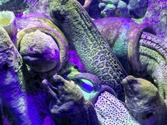 -太平洋海底世界