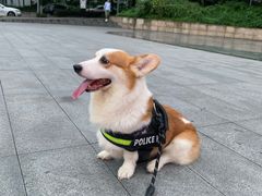-亚宠动物医院·芭比堂宠物医院(盘龙店)