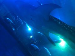 -成都浩海立方海洋公园