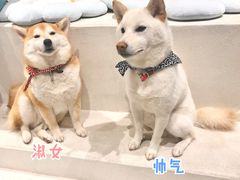 -柴务处·柴犬主题狗咖