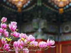 -故宫博物院(故宫)