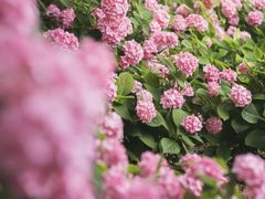 -上海滨江森林公园