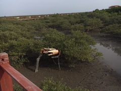 -北海金海湾红树林生态旅游区