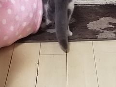 -萌兽医馆·绝育·24小时内科·宠物医院(德胜店)