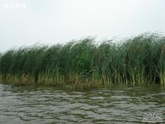 -白洋淀景区