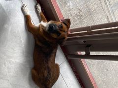 -瑞鹏宠物医院·超声·骨科·奇麟分院(蜀都万达店)