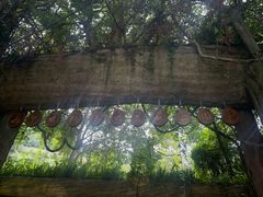 -西双版纳原始森林公园