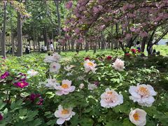 -洛阳市隋唐城遗址植物园