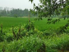 景点-长田漾湿地公园