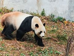 -黔灵山公园